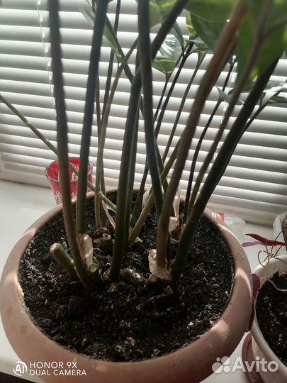 Зимиокулькос отростки