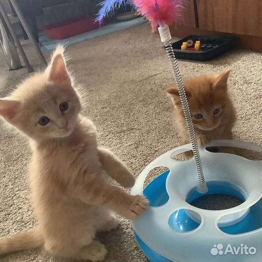 Кот мейн-кун вязка