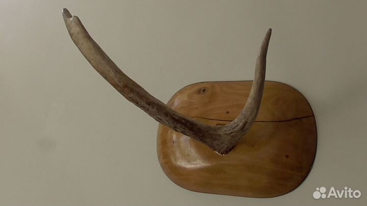 Рога лося на стену