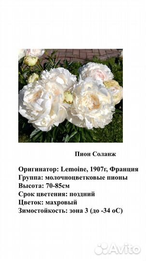 Корни пионов