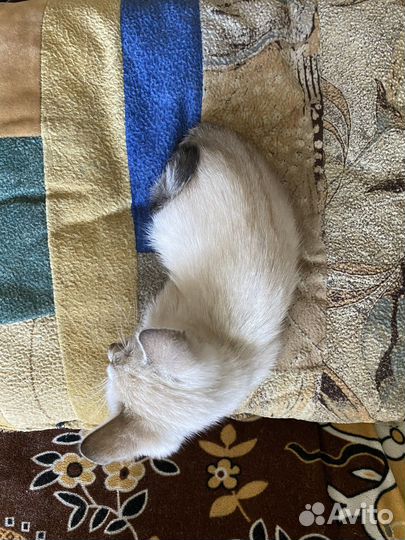 Котенок бесплатно