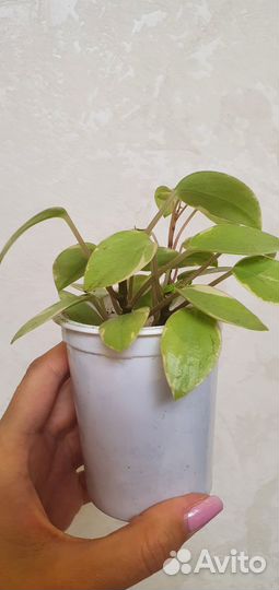 Пеперомия орби пикси, оттона