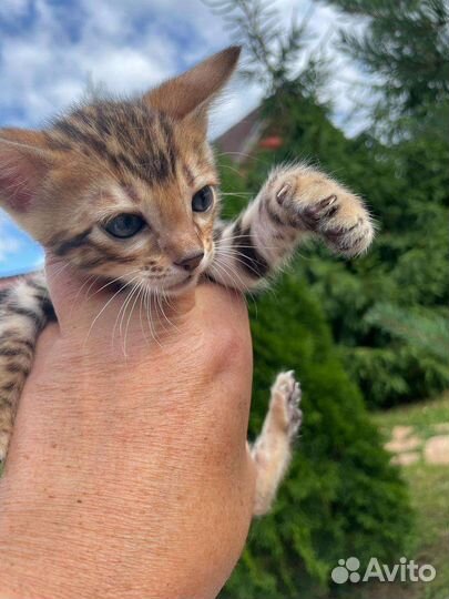 Котята продаются