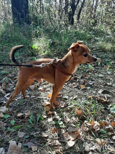 Той Терьер для вязки