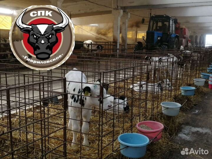 Липецкие Бычки молодняк