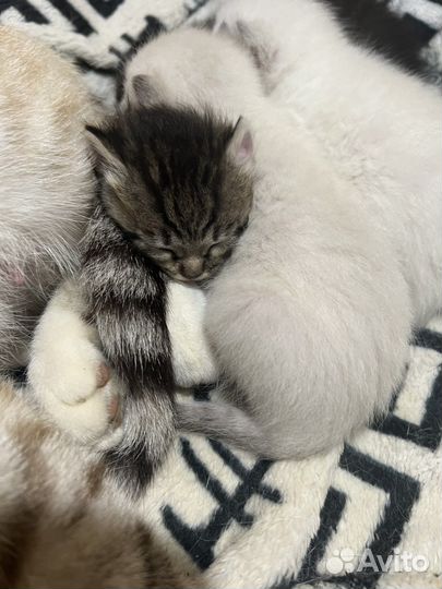 Котята в добрые руки