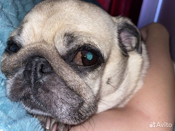 Мопс в добрые руки