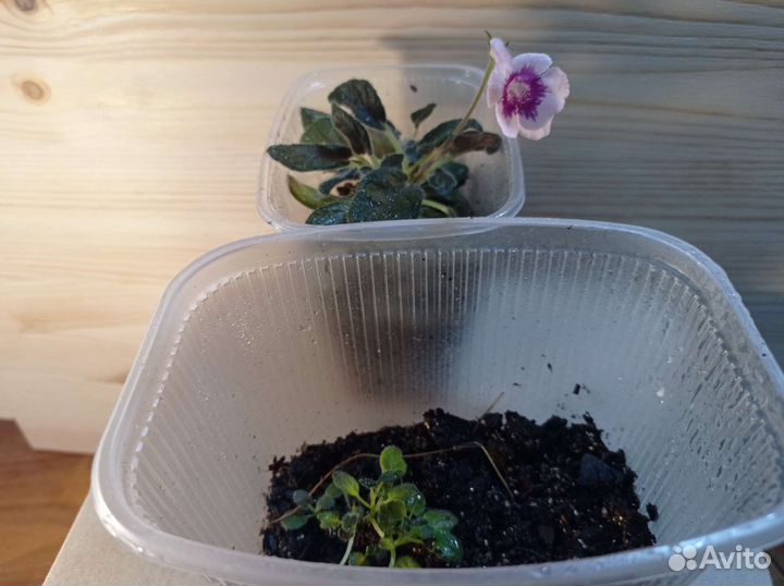 Минисиннингия