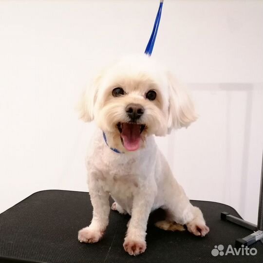 Стрижка/груминг собак и кошек