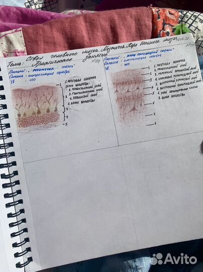 Рисунки по гистологии