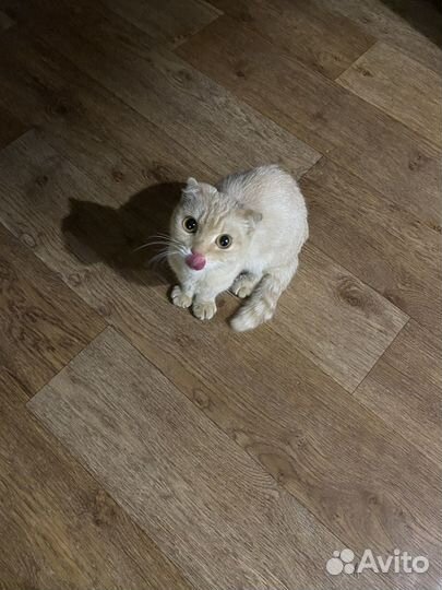 Кошка в дар