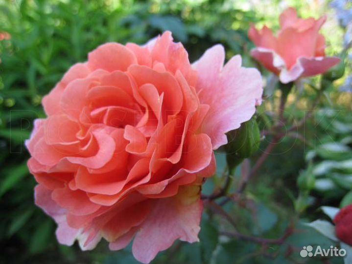 Саженцы роз