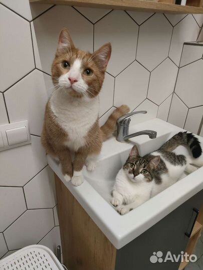 Котики парой