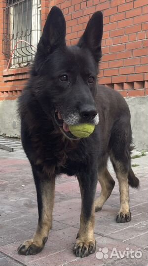 Теннисные мячи бу