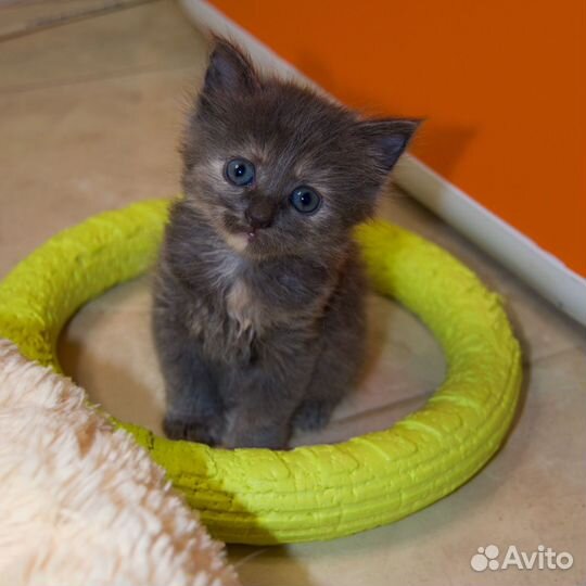 Котенок Санти (девочка)