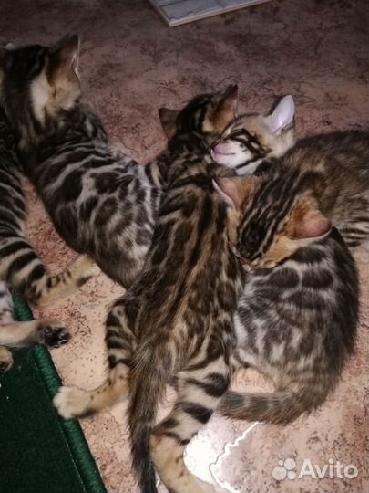 Бенгальская кошка