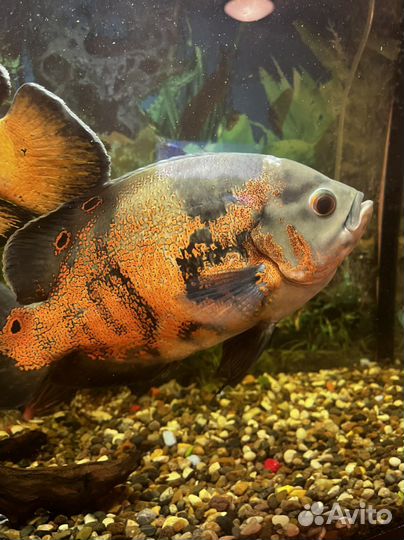 Астранотусы большие