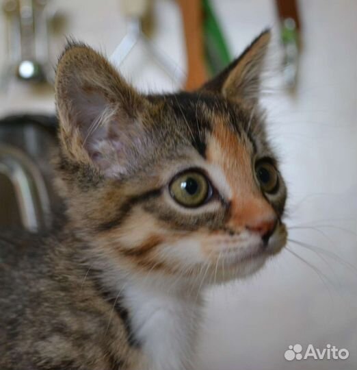 Котенок девочка