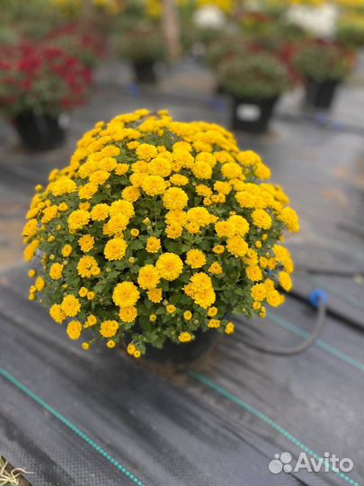 Хризантема