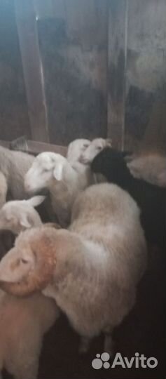 Овцы бараны