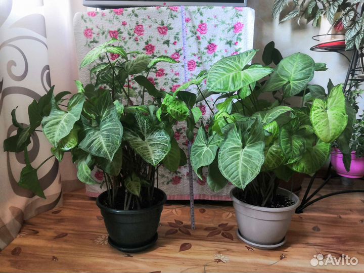 Комнатные растения