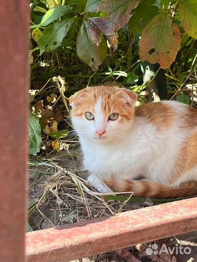 Кошки в добрые руки бесплатно