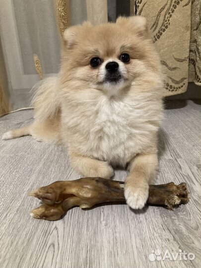 Вязка собак шпиц