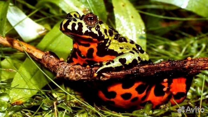 Лягушка жерлянка