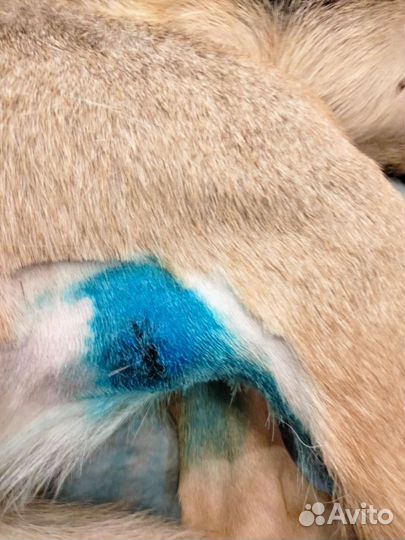 Ветеринарный врач на дом цена