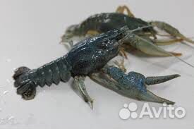 Раки живые