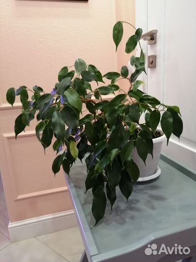 Фикусы Вианди, Циатистипула