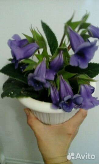 Глоксиния и тидея