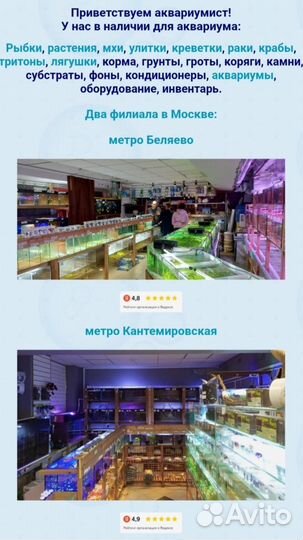 Золотые рыбки в ассортименте магазина, выбор есть