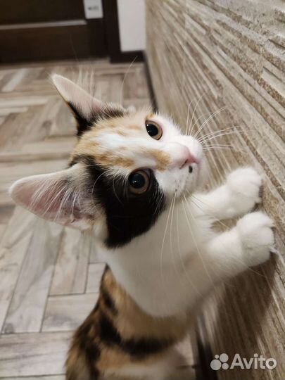 Трёхцветная котёнок-девочка ищет дом