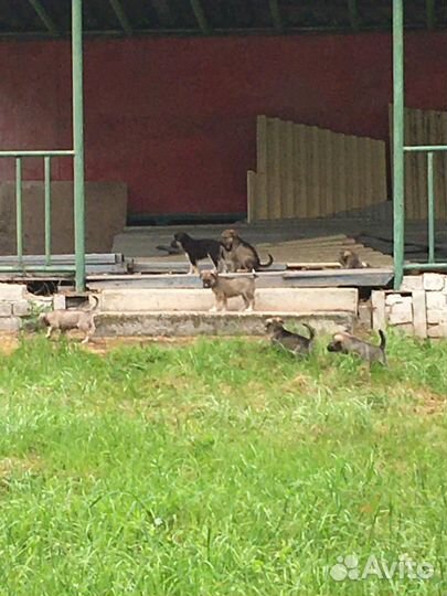 Щенки в дар