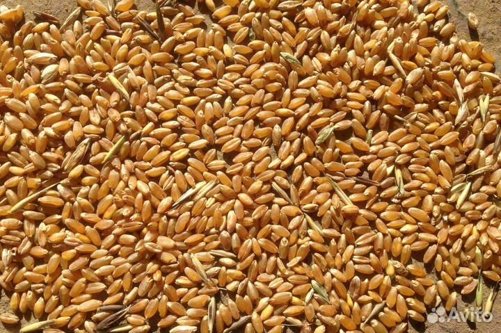 Озимая пшеница