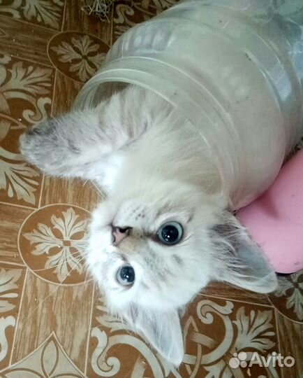 Отдам котят