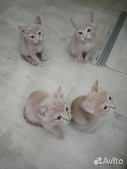 Кошка в дар