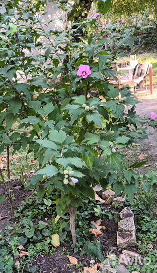 Куст Гибискуса