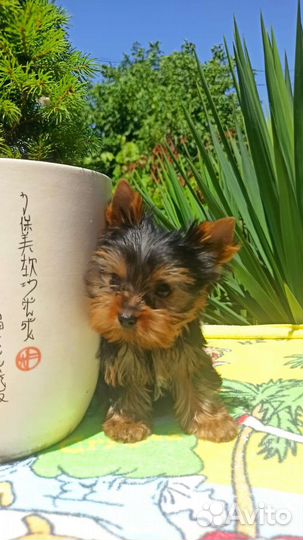 Йоркширский терьер