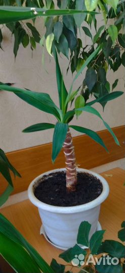 Растения для офиса, дома