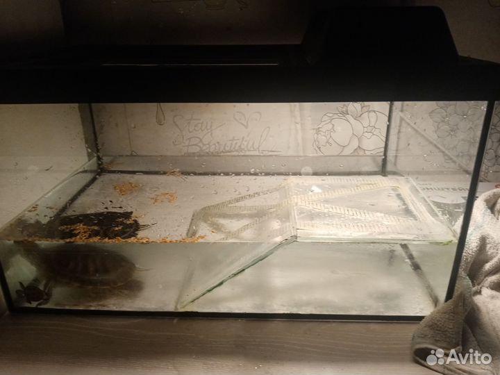 Красноухая черепаха с аквариумом