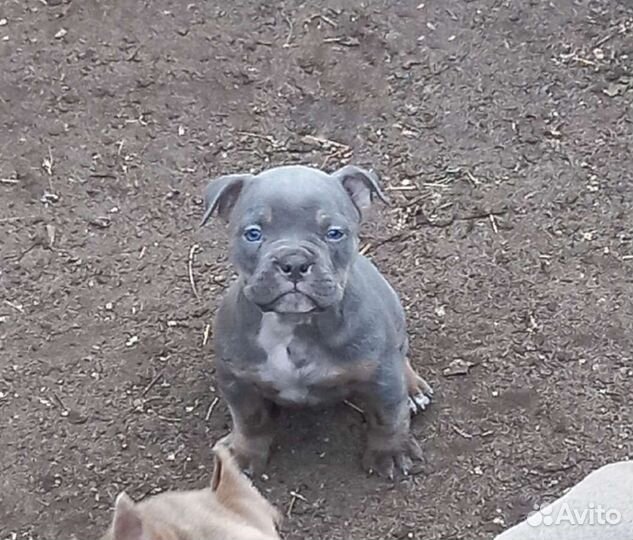 Американский булли покет девочка