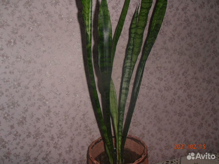 Предлагаются комнатные и офисные цветы и растения