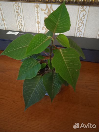 Пуансеттия (рождественская звезда)