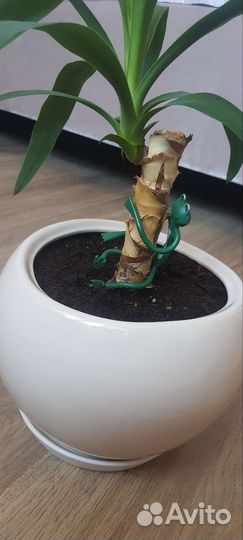 Пальма юкка