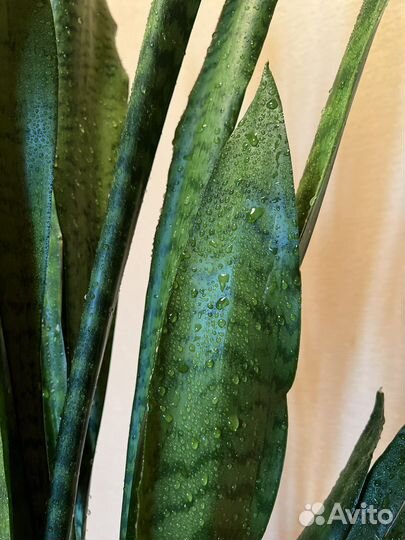 Сансевиерия (тещин язык / щучий хвост)