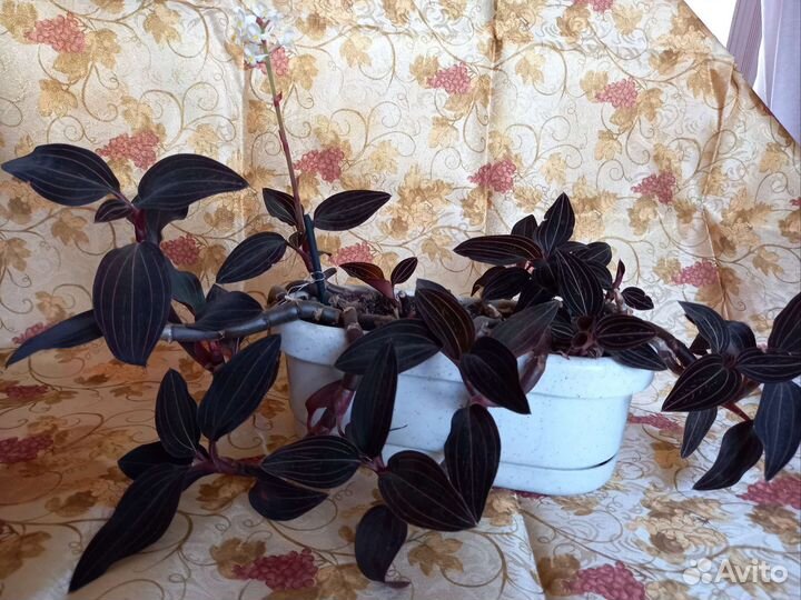 Драгоценная орхидея