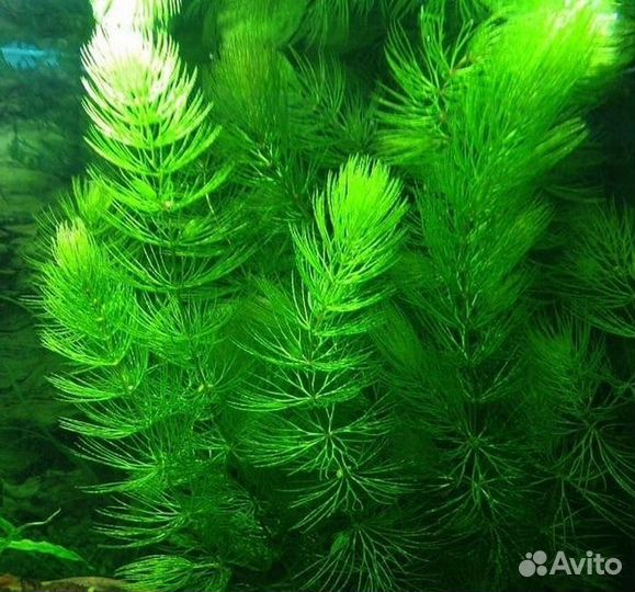 Роголистник – быстрый рост и нетребовательность