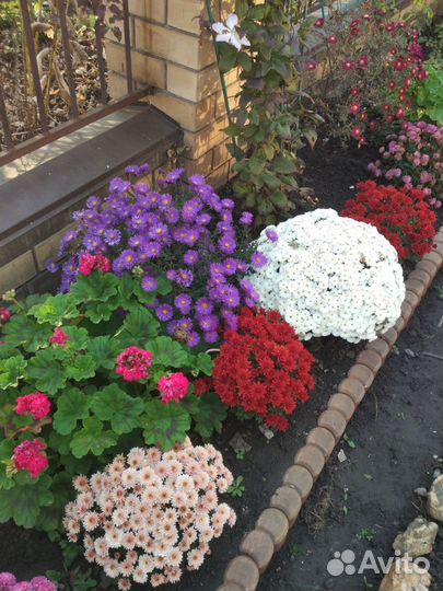 Садовые цветы хризантемы